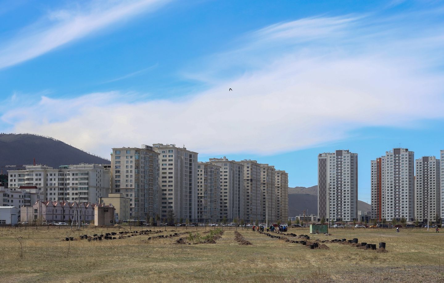 Үндэсний цэцэрлэгт хүрээлэнд 2600 орчим модны суулгац тарилаа