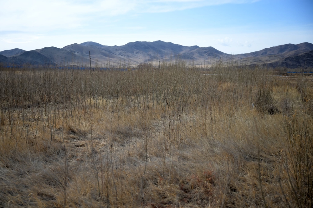 Ө.Магсаржав: Бургас 2-5 жилийн дотор 4-5 метр ургадаг