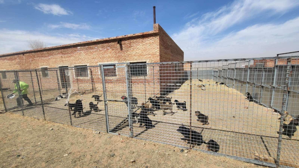 Эзэнгүй нохой, муурыг хамгаалах зорилгоор түр асран хамгаалах байрыг өргөтгөнө