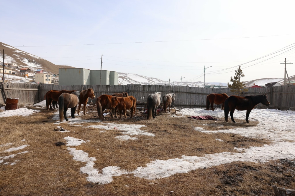 Мал аж ахуй эрхлэхийг хориглосон бүсээс 210 адууг хашаалж, арга хэмжээ авч ажиллаж байна