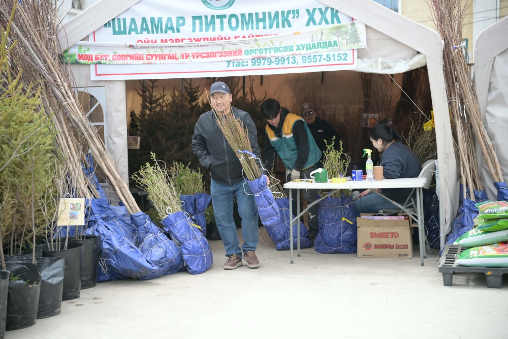 Нийслэлийн дөрвөн байршилд мод бут, сөөгийн суулгац, үр үрслэгээний өргөтгөсөн худалдаа гарч байна