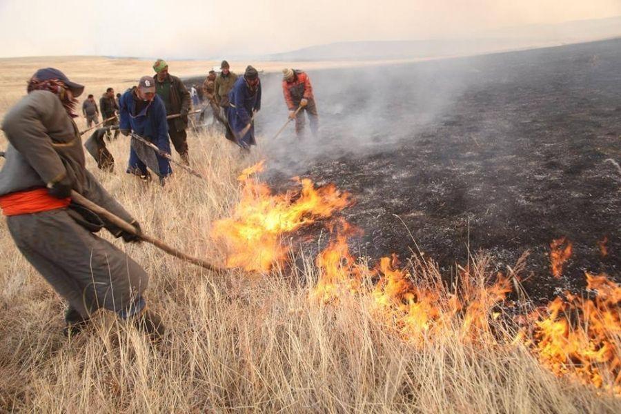 Ой, хээрийн түймрээс нийт 200 толгой малыг авран хамгааллаа