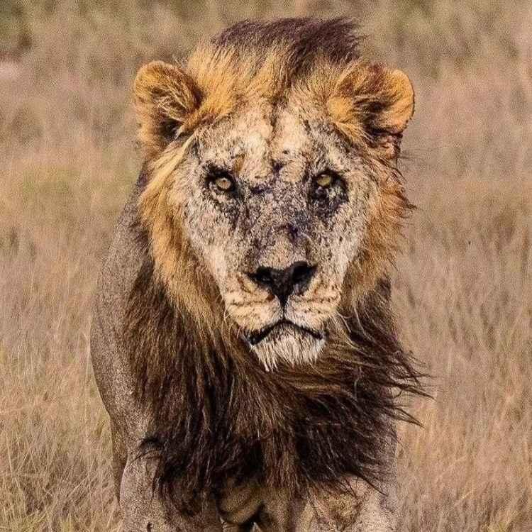 Африк тивийн хамгийн өндөр настай арслан алагджээ